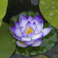 3 Organic Mixed Colors LOTUS Nelumbo Nucifera Pond Water Lily Lilypad Blue Red Flower Large Seeds