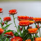 100 ORANGE DOUBLE STRAWFLOWER Xerochrysum Bracteatum Helichrysum Monstrosum Flower Seeds