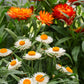 100 ORANGE DOUBLE STRAWFLOWER Xerochrysum Bracteatum Helichrysum Monstrosum Flower Seeds