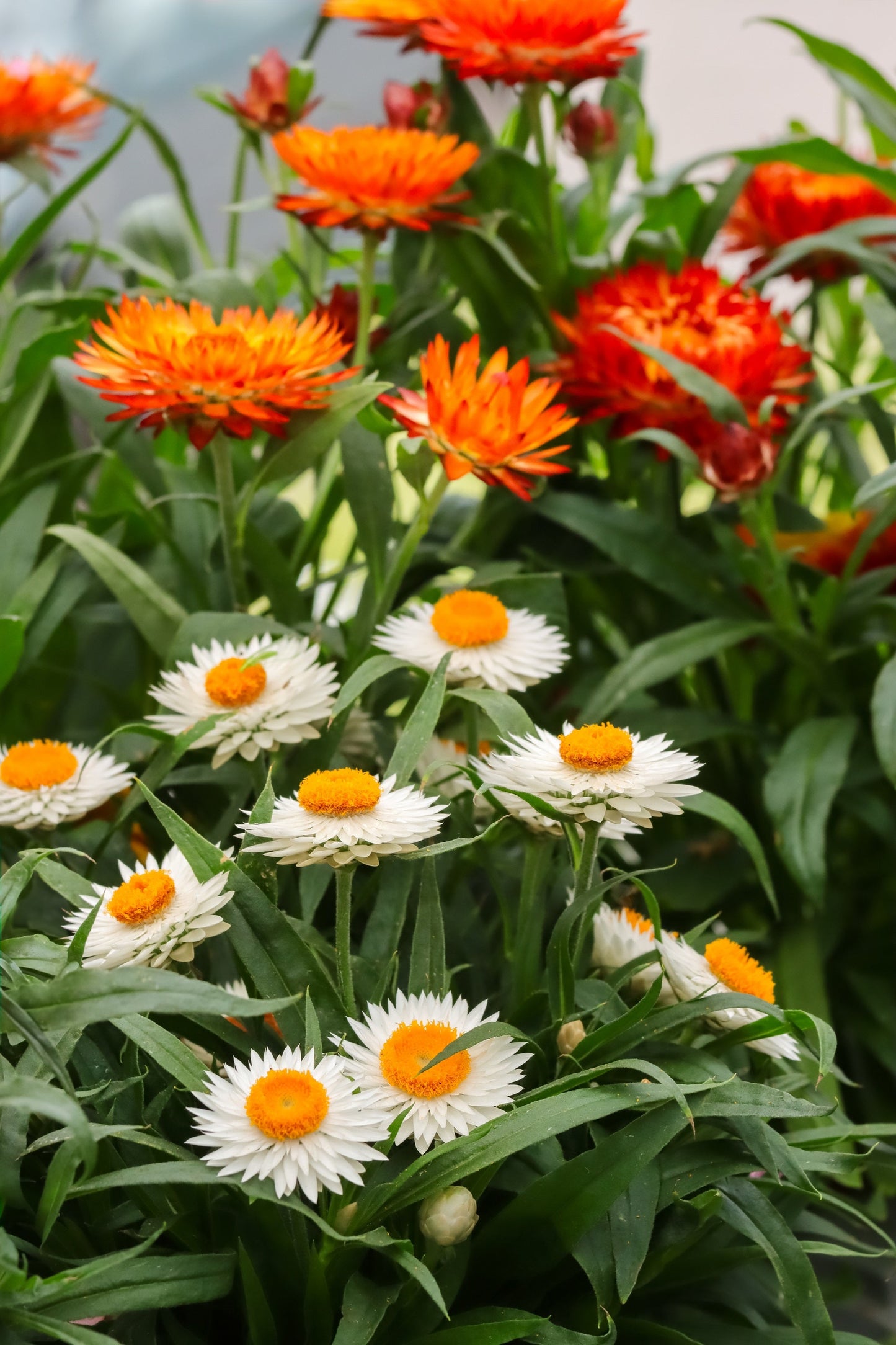 100 ORANGE DOUBLE STRAWFLOWER Xerochrysum Bracteatum Helichrysum Monstrosum Flower Seeds