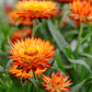 100 ORANGE DOUBLE STRAWFLOWER Xerochrysum Bracteatum Helichrysum Monstrosum Flower Seeds