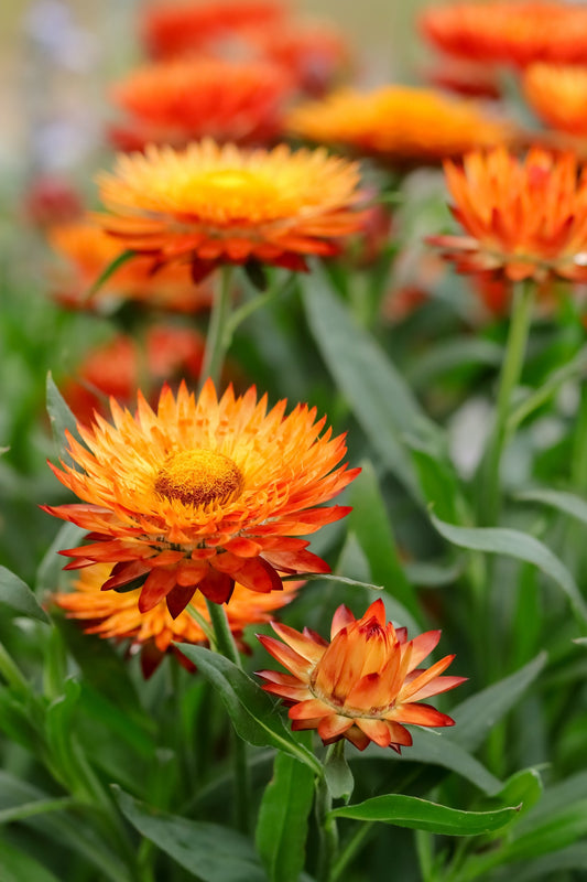 100 ORANGE DOUBLE STRAWFLOWER Xerochrysum Bracteatum Helichrysum Monstrosum Flower Seeds