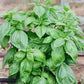 200 MOZZARELLA BASIL Sweet Italian Heirloom Ocimum Basilicum Herb Flower Seeds