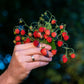 100 VESCA BARON STRAWBERRY Solemacher Berry Fragari Fruit Seeds