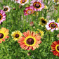250 TRICOLOR PAINTED DAISY (Pyrenthrum Daisy) Chrysanthemum Carinatum Flower Seeds
