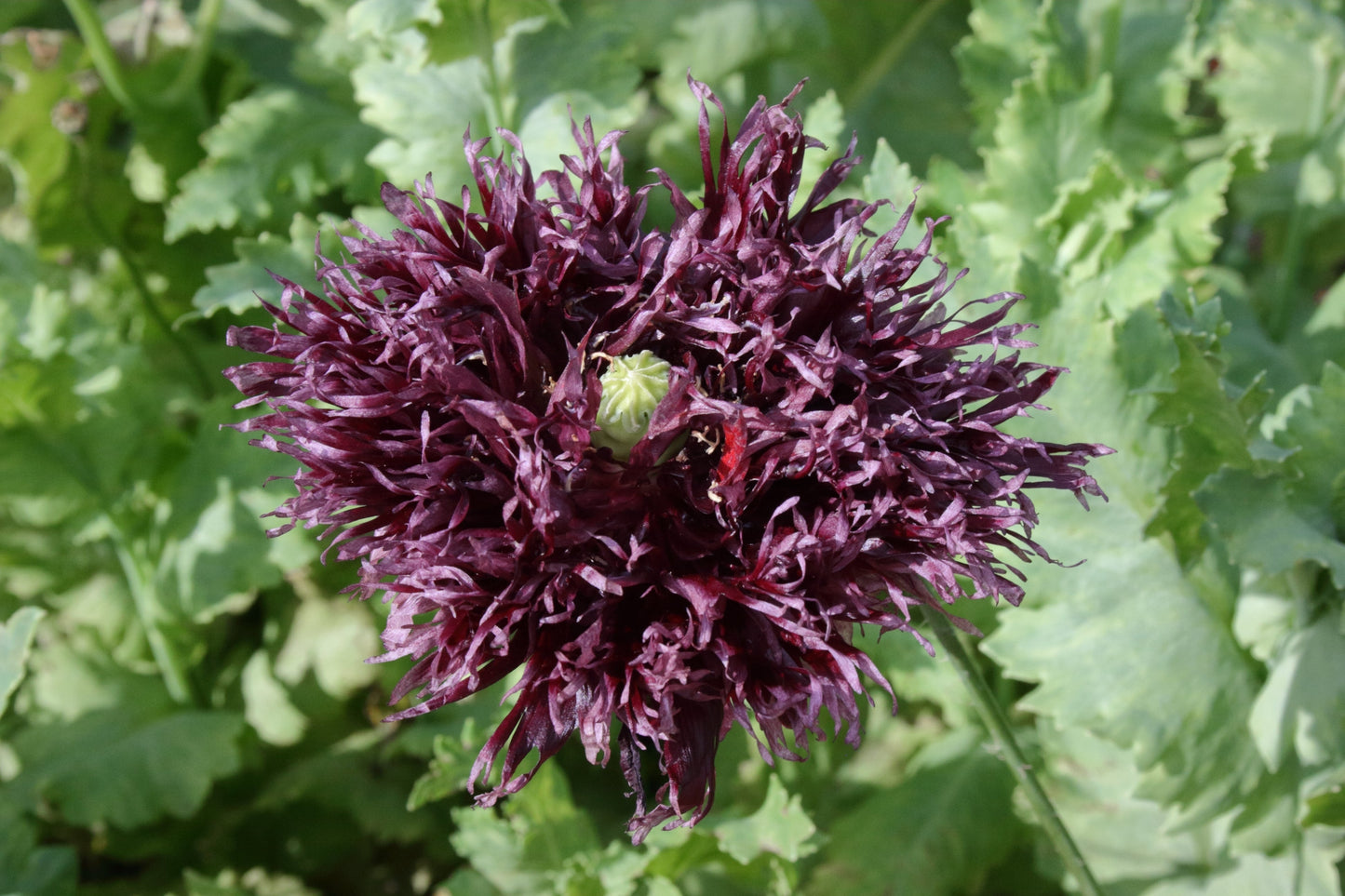 250 BLACK Swan PEONY POPPY Papaver Somniferum Dark Burgundy Double Flower Seeds