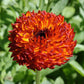 500 Mixed Colors FANCY MIX Pot MARIGOLD Calendula Officinalis Flower Seeds