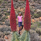 25 TOWER OF JEWELS Red Bugloss Echium Wildpretii Ruby Hummingbird Flower Seeds