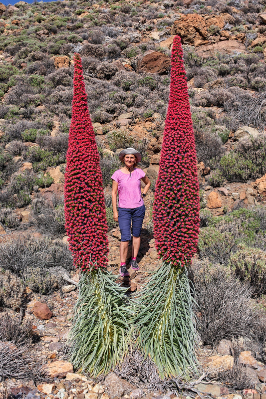 25 TOWER OF JEWELS Red Bugloss Echium Wildpretii Ruby Hummingbird Flower Seeds