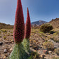25 TOWER OF JEWELS Red Bugloss Echium Wildpretii Ruby Hummingbird Flower Seeds