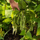 40 GREEN BEAN PROVIDER Phaseolus Vulgaris Vegetable Seeds
