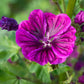 20 MAURITIAN MALVA Mallow Malva sylvestris var. mauritania Flower Seeds