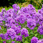 10 Tall PURPLE PHLOX Paniculata Garden Summer Native Hummingbird Flower Seeds