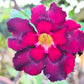 10 Mixed DESERT ROSE / ADENIUM Obesum African Houseplant Flower Seeds