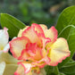 10 Mixed DESERT ROSE / ADENIUM Obesum African Houseplant Flower Seeds