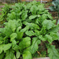 1500 SEVEN TOP TURNIP For Leaf Greens & Sprouts Brassica Rapa Vegetable Seeds