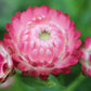 50 PINK DOUBLE STRAWFLOWER Helichrysum  Xerochrysum Bracteatum Flower Seeds
