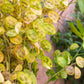 100 LUNARIA Biennis ( MONEY PLANT / Silver Dollar / Honesty / Moonwort / L Annua ) Flower Seeds