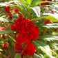 100 Mixed Colors DOUBLE CAMELLIA IMPATIENS (Balsam / Lady Slipper / Touch Me Not) Impatiens Balsamina Flower Seeds