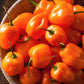 50 Hot ORANGE HABANERO PEPPER Capsicum Chinense Vegetable Seeds