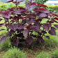 300 PURPLE SHISO aka PERILLA Frutescens Ornamental Herb Seeds Green & Purple