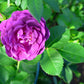5 PURPLE ROSE Rosa Floribunda Bush Shrub Perennial Flower Seeds