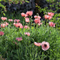 100 Princess Victoria Louise ORIENTAL POPPY Papaver Orientale Flower Seeds