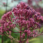50 Pink JOE PYE WEED Eupatorium Maculatum Flower Seeds