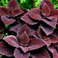 100 Mixed Colors COLEUS RAINBOW MIX Shade Houseplant Solenostemon Flower Seeds