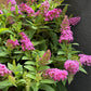 100 MIXED Colors BUTTERFLY BUSH Buddleja Davidii Flower Shrub Seeds