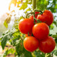 500 ACE 55 TOMATO Lycopersicon Lycopersicum Fruit Vegetable Seeds