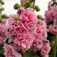 50 Dwarf Double HOLLYHOCK MAJORETTE MIX Alcea Rosea Red Pink White Maroon Yellow Mixed Color Flower Seeds