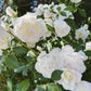 5 WHITE ROSE Rosa Bush Shrub Perennial Flower Seeds