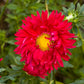1000 POWDER PUFF ASTER Mix Callistephus Chinensis Flower Seeds