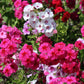 100 Mixed Colors DRUMMOND PHLOX MIX Pink, Red, White, Purple Phlox Drummondii Flower Seeds