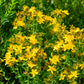 1500 Great SAINT JOHNS WORT St John's Hypericum Pyramidatum Yellow Flower Herb Seeds