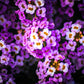 100 EASTER BONNET ALYSSUM Lobularia Maritima Bright Violet Purple Flower Seeds