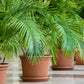 10 CANARY ISLAND Date PALM Phoenix Canariensis Tree Seeds