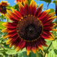 25 INDIAN BLANKET SUNFLOWER Helianthus Annuus Mixed Colors Flower Seeds