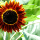 25 INDIAN BLANKET SUNFLOWER Helianthus Annuus Mixed Colors Flower Seeds
