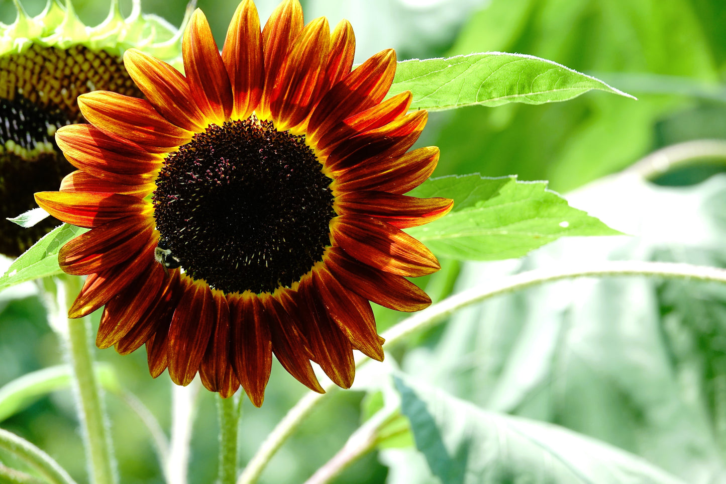 25 INDIAN BLANKET SUNFLOWER Helianthus Annuus Mixed Colors Flower Seeds