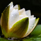 10 WHITE WATER LILY / Lily Pad / Sacred Asian Water Lotus Nymphaea Ampla Flower Seeds