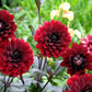20 Dwarf Mixed Colors REDSKIN DAHLIA Variabilis Red Skin Mix Bicolor Flower Seeds