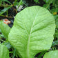 3000 FLORIDA BROADLEAF MUSTARD Brassica Juncea Herb Vegetable Seeds