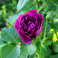 5 PURPLE ROSE Rosa Floribunda Bush Shrub Perennial Flower Seeds