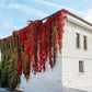 10 BOSTON IVY ( Bostonian Ivy / Wall Ivy ) Parthenocissus Tricuspidata Veitchii Vine Flower Seeds