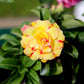 10 Mixed DESERT ROSE / ADENIUM Obesum African Houseplant Flower Seeds