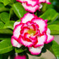 10 Mixed DESERT ROSE / ADENIUM Obesum African Houseplant Flower Seeds