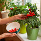 500 BULK Dwarf Cherry TOMATO TINY TIM Solanum Lycoperscium Red Fruit Seeds