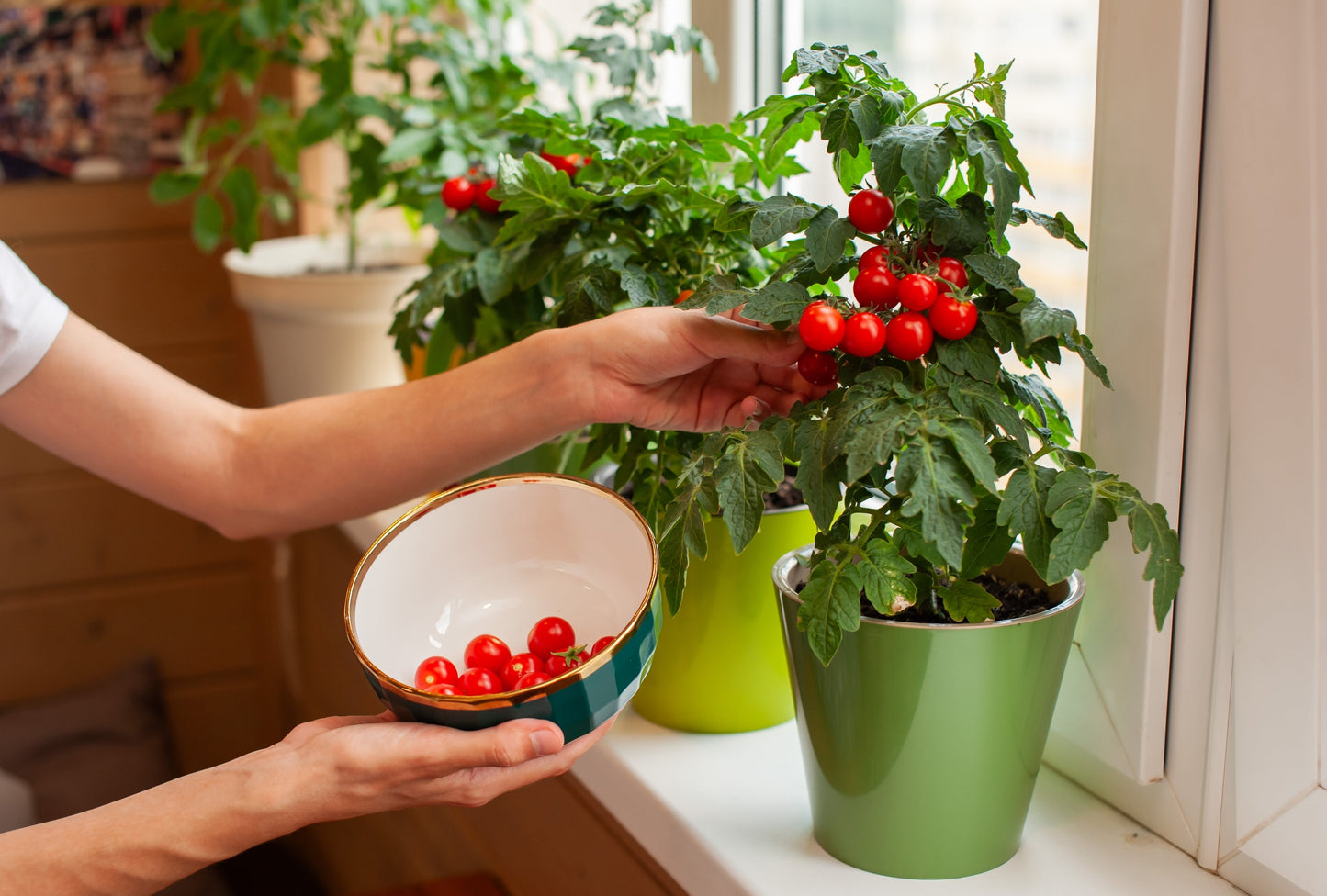 30 Dwarf Cherry TOMATO TINY TIM Solanum Lycoperscium Red Fruit Seeds